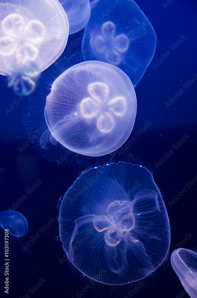 The Oceanographic Museum, Monaco The Oceanographic Museum, Monaco