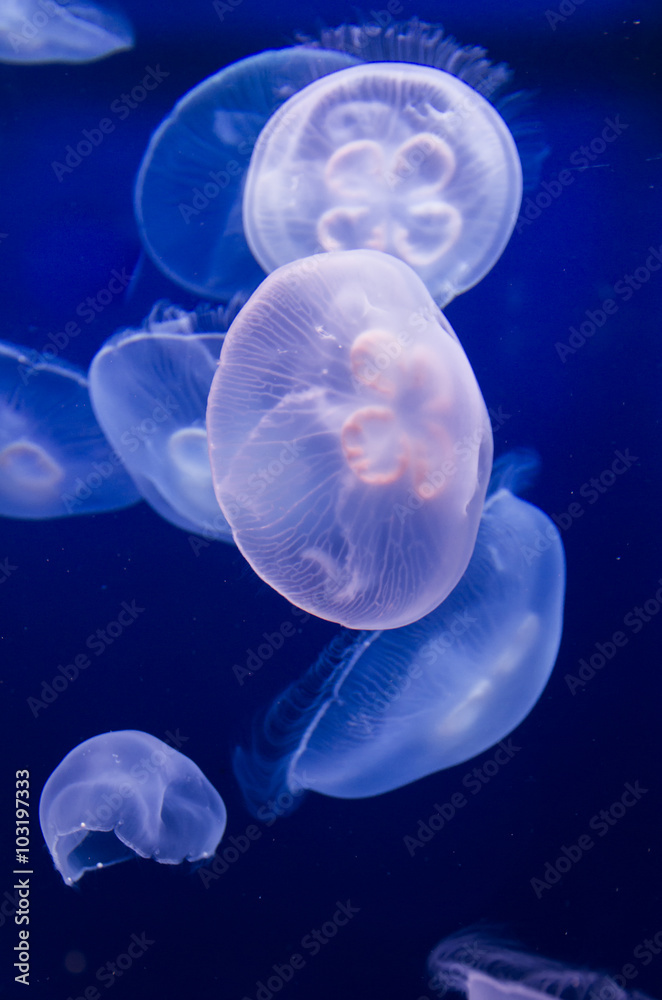 Fototapeta premium The Oceanographic Museum, Monaco