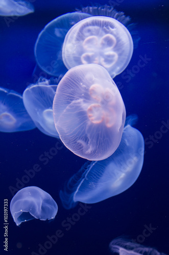 The Oceanographic Museum, Monaco