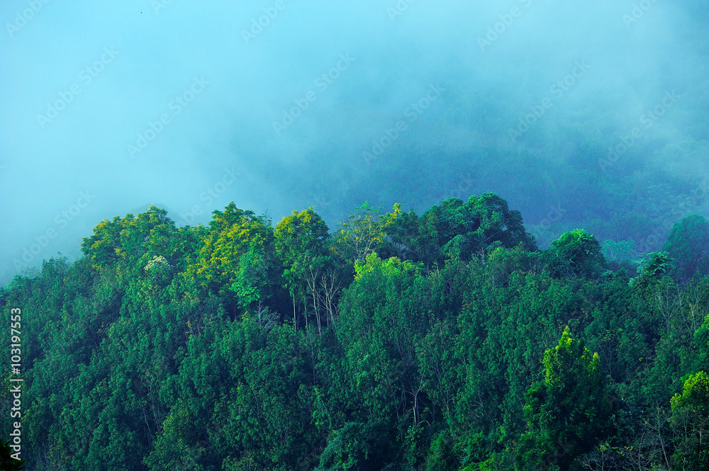 Fog over rain forest, landscape,Thailand