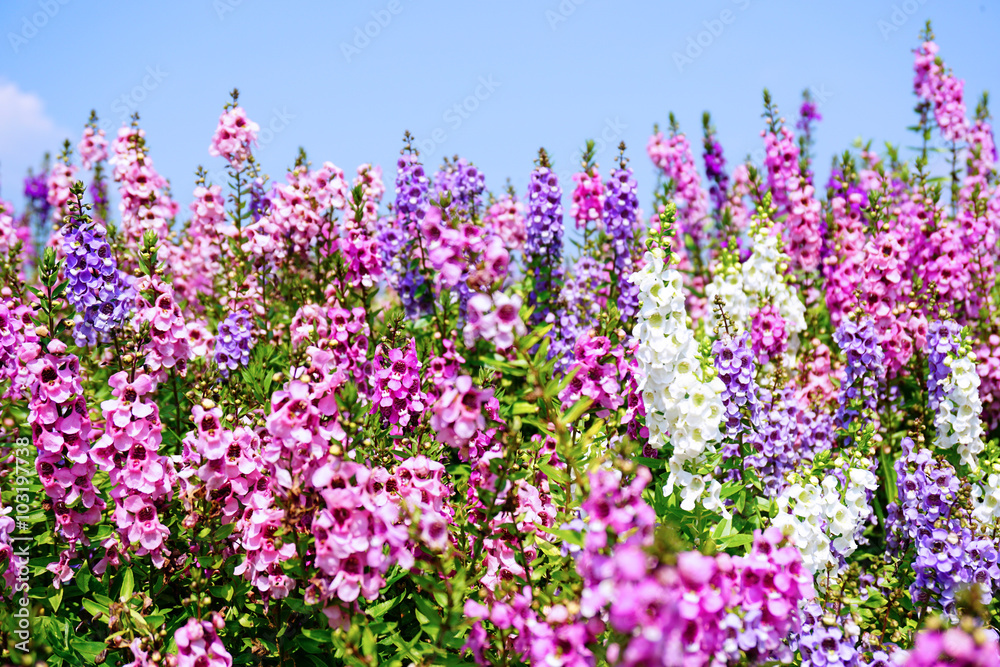 Naklejka premium Nie zapomnij o mnie, kwiatku fioletowym i różowym