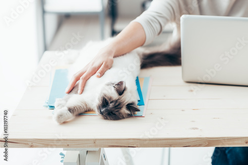 Fototapeta Naklejka Na Ścianę i Meble -  Happy cat relaxing on a desk