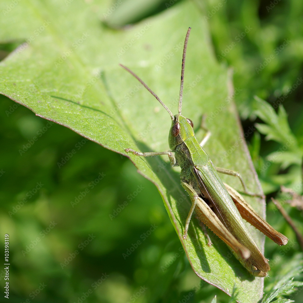 Grasshopper on the green grass Grasshopper on the green grass