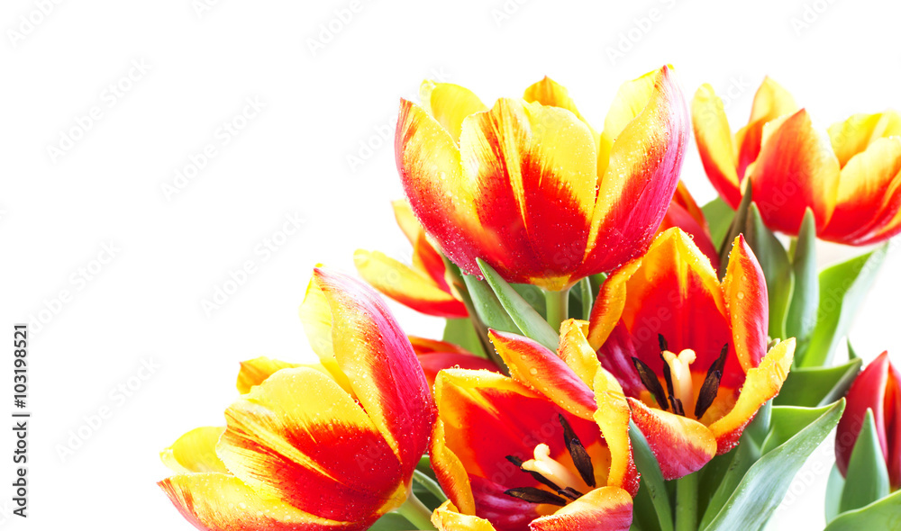 Fresh tulips