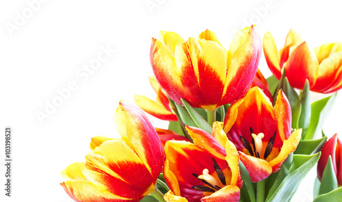 Obraz na płótnie Fresh tulips w salonie
