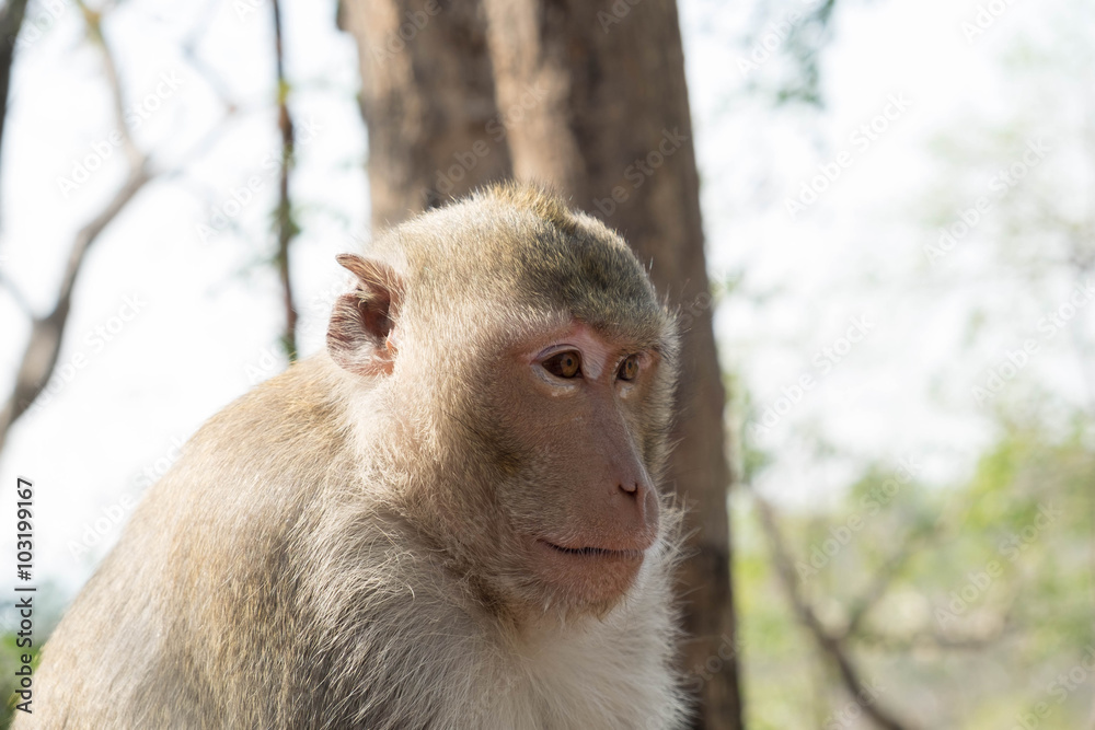 Fototapeta premium monkey looking somewhere