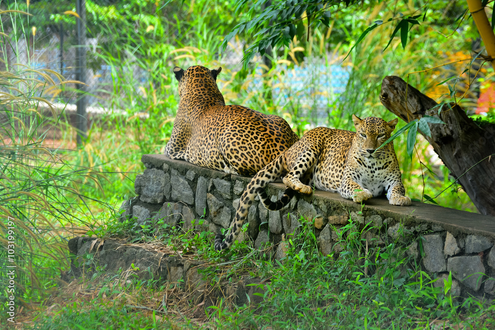 Obraz premium Sri Lankan Endemic Leopard At Pinnawala Open Air Zoo