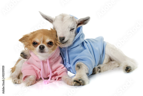 dressed young goat and chihuahua