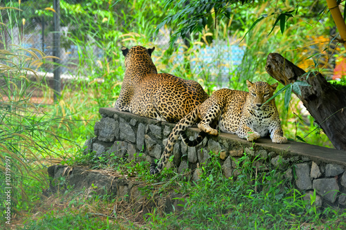 Sri Lankan Endemic Leopard At Pinnawala Open Air Zoo photo