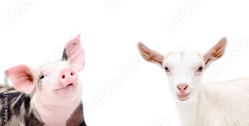 Portrait of piglet and goat