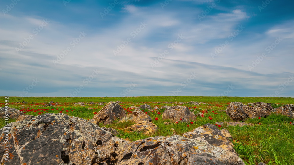 4K Timelapse. Rocky terrain with green grass and red tulips in the steppes of Kazakhstan 4K Timelapse. Rocky terrain with green grass and red tulips in the steppes of Kazakhstan
