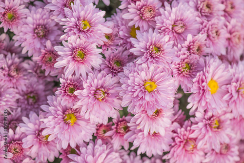 Chrysanthemums