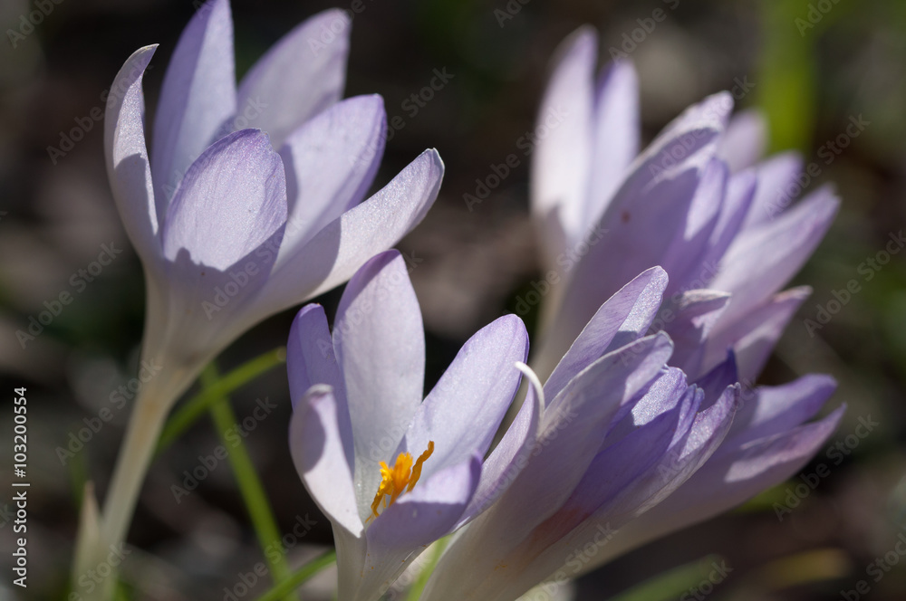 Fototapeta premium fiori di crochi,crocus