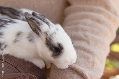 Little bunny in hands