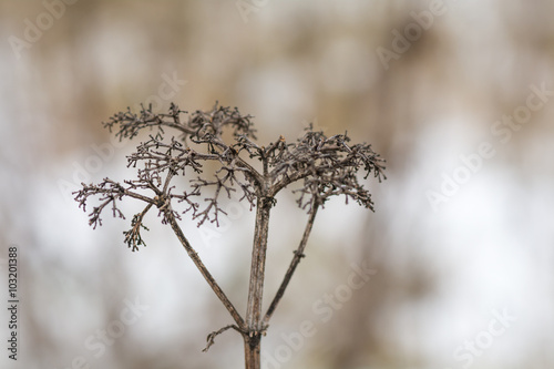 Frozen dry plant in snow. Dry brown plant, meadow in winter time