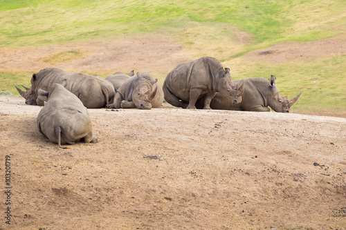 White Rhinos at Safari Park
