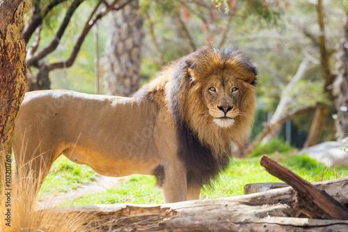 Male Lion at Safari Style Park