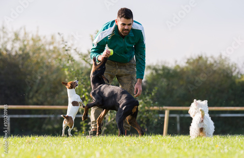 Doberman Pinscher in training photo