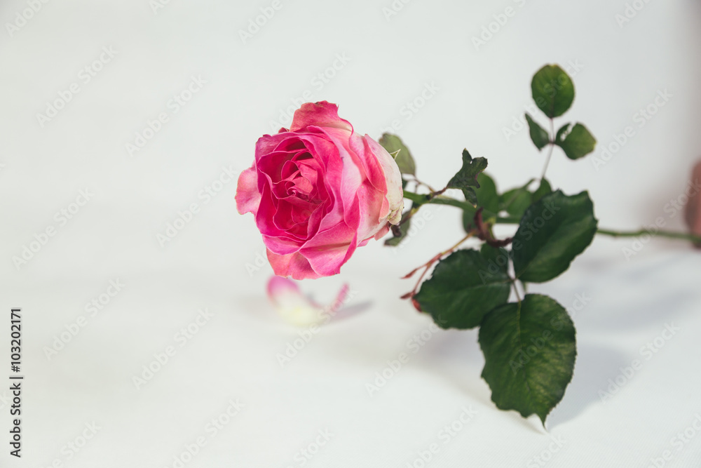 Fototapeta premium Pink rose on white background