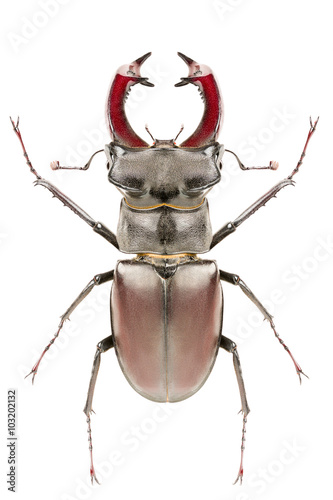 Stag beetle Lucanus cervus isolated on white background, dorsal view.