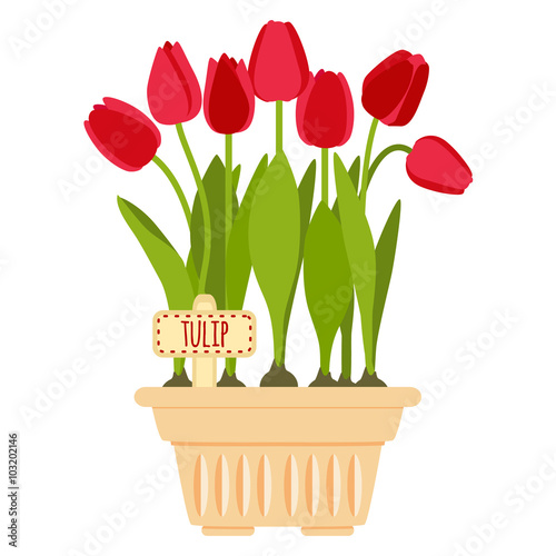 Vector illustration with flower pot and tulip