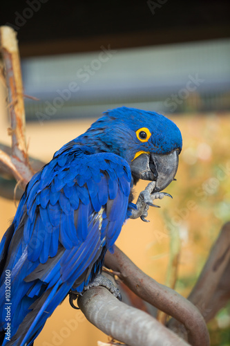 Blue Parrot Bird