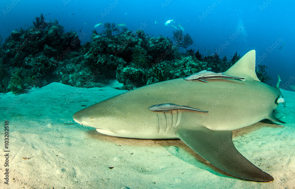 Fototapeta premium Lemon shark