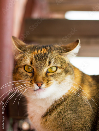 Fototapeta Naklejka Na Ścianę i Meble -      портрет домашнего животного - очень злой   кошки европейской породы