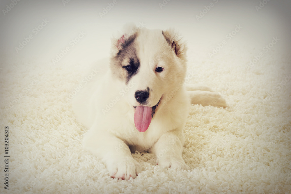 Alabai puppy looks Alabai puppy looks