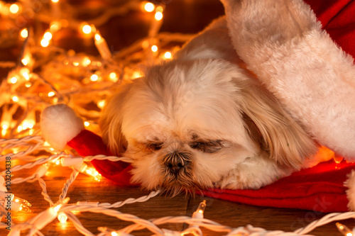 Small white Shih Tzu companion dog lying down wearing a red santa hat with white Christmas lights looking sleepy tired exhaused sad depressed alone lonely afraid worried photo