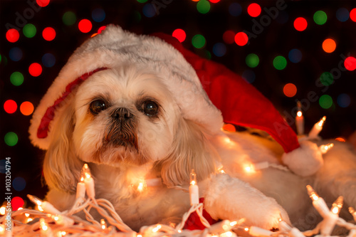 Small white Shih Tzu companion dog lying down wearing a red santa hat with white Christmas lights looking sleepy tired exhaused sad depressed alone lonely afraid worried photo