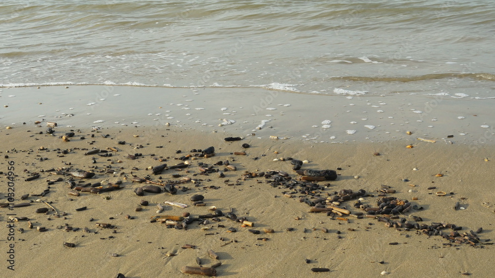 Shells at the coastline 4K