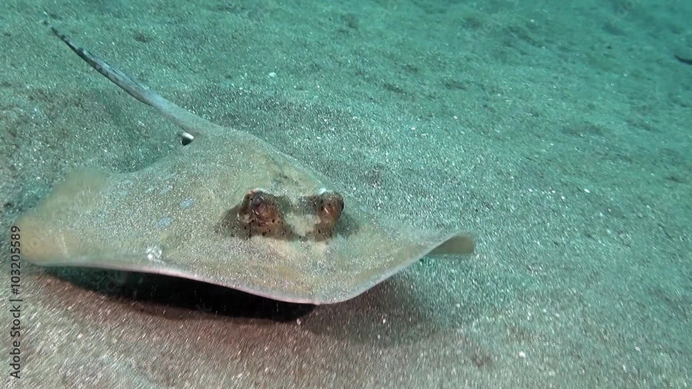 Blue spotted stingray with remora