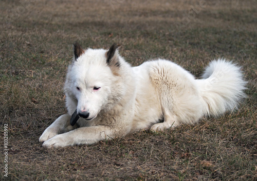 The beautiful laika dog lies on a glade