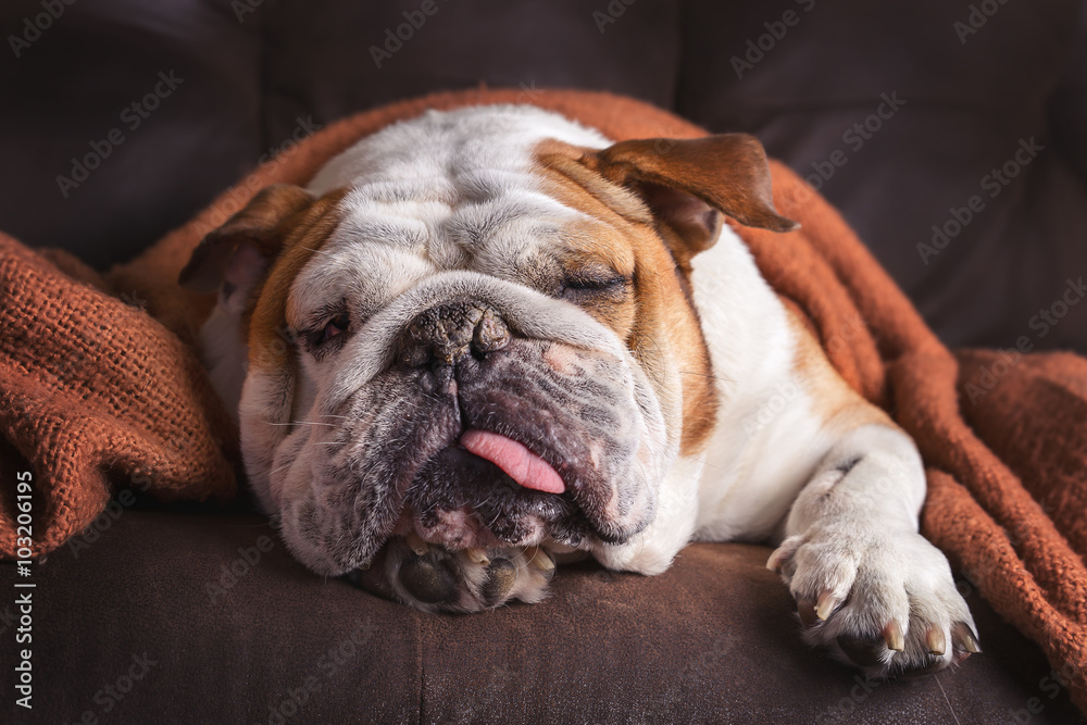 English Bulldog dog canine pet on brown leather couch under blanket looking sad bored lonely sick tired exhausted 