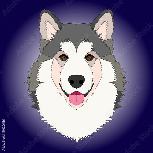 Malamute dog face color vector illustration