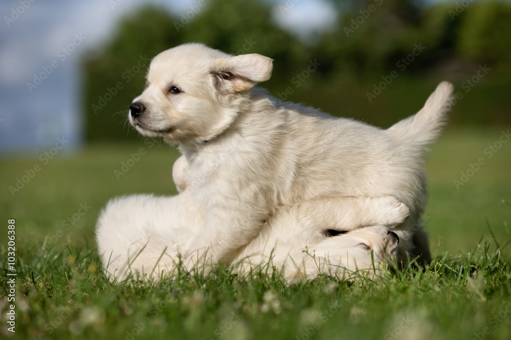 Young golden retriever puppies playing outdoors Young golden retriever puppies playing outdoors