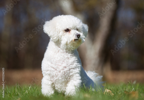Bichon Frise dog outdoors in nature