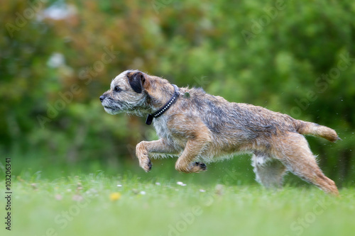 Canvas Print Dog running outdoors in nature