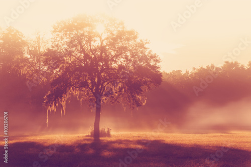 Silhouette of a lone tree in a field early at sunrise or sunset with sun beams mist and fog with a retro vintage filter to feel inspirational rural peaceful meditative photo