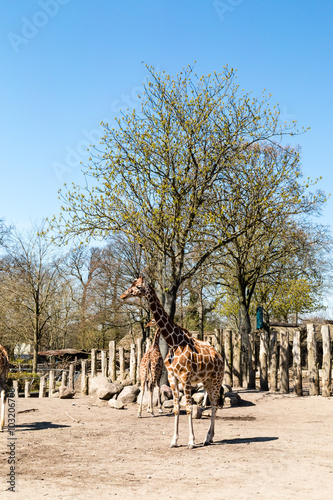 Photography Giraffes in Copenhagen Zoological Garden