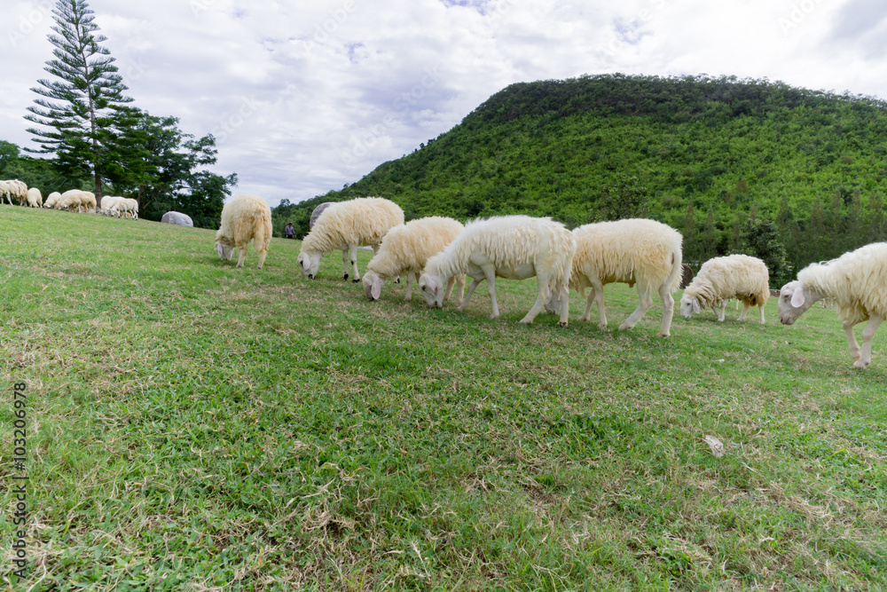 Sheep enjoy eatting in grazing on a green field Sheep enjoy eatting in grazing on a green field
