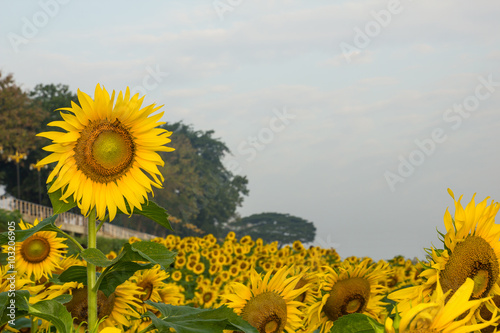 Sunflower and bee in happiness. Garden in Nakhon Phanom, Thailan photo