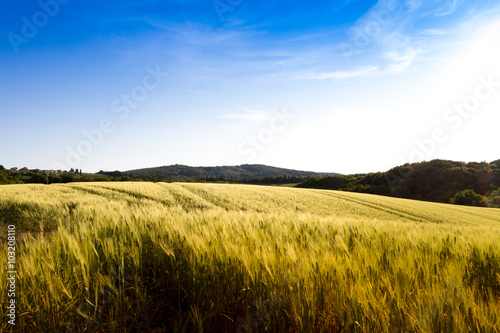 Fields in Tuscany  Italy