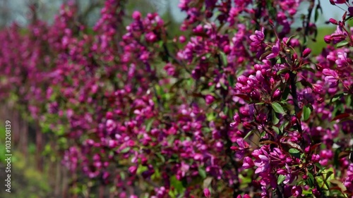 Flowering Apple trees in the garden