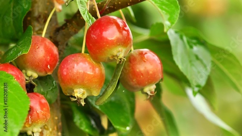 Apples after the rain. On the tree. Blowing in the wind.