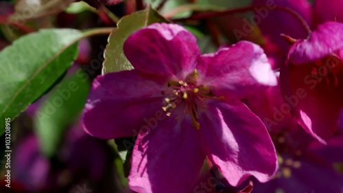Apple flower