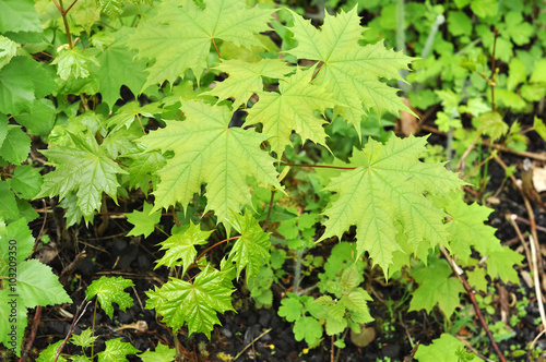 fresh green leaves of maple