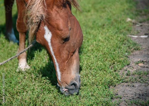Horse in spring pasture