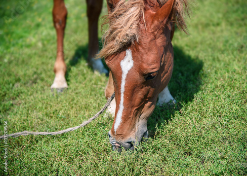 Horse in spring pasture